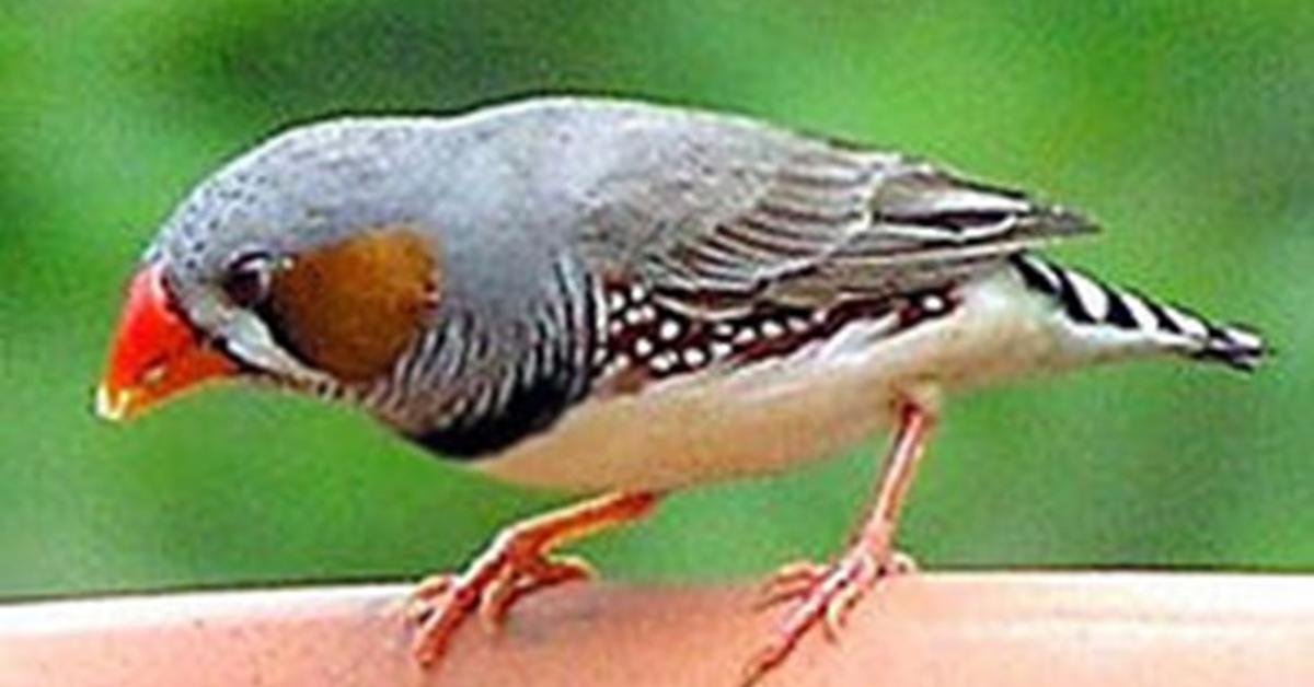 The elegant Chickadee (Paridae), a marvel of nature.