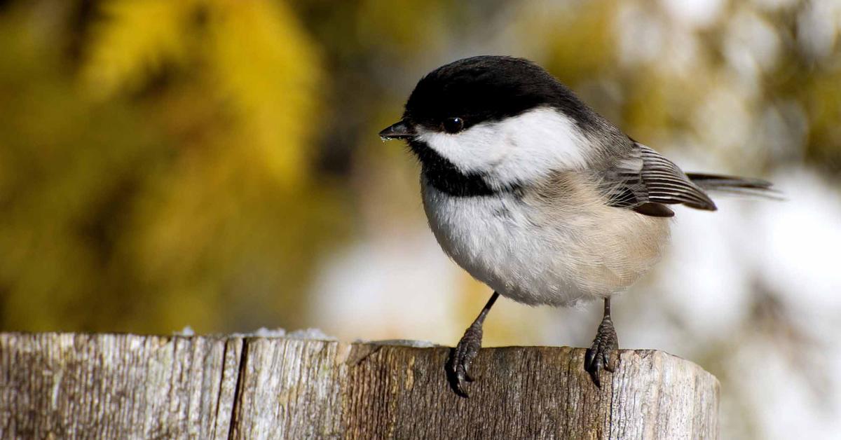 Portrait of a Chickadee, a creature known scientifically as Paridae.