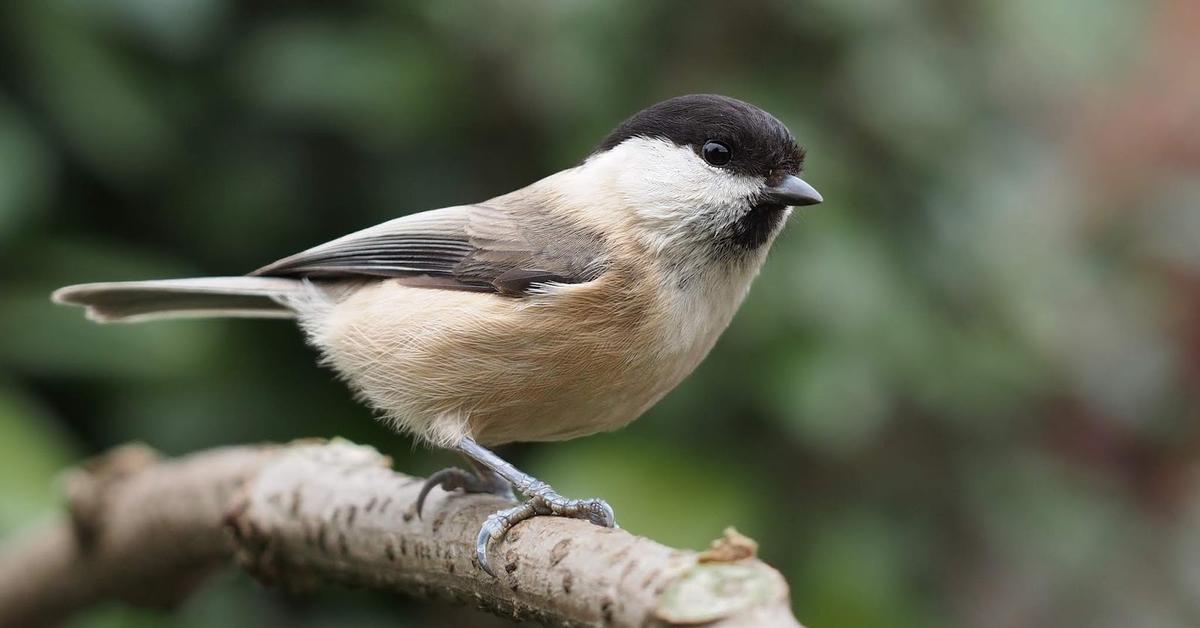 The elegant Chickadee (Paridae), a marvel of nature.