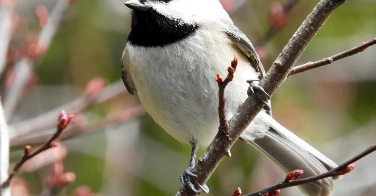 Elegant portrayal of the Chickadee, also known as Paridae.