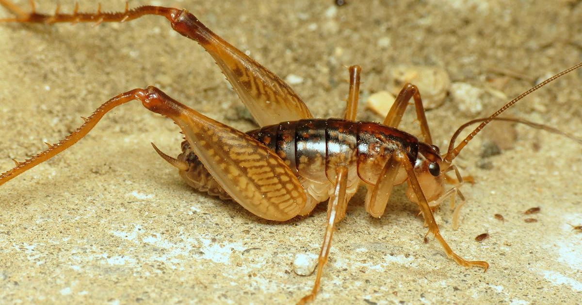 Graceful Camel Cricket, a creature with the scientific name Rhaphidophoridae.