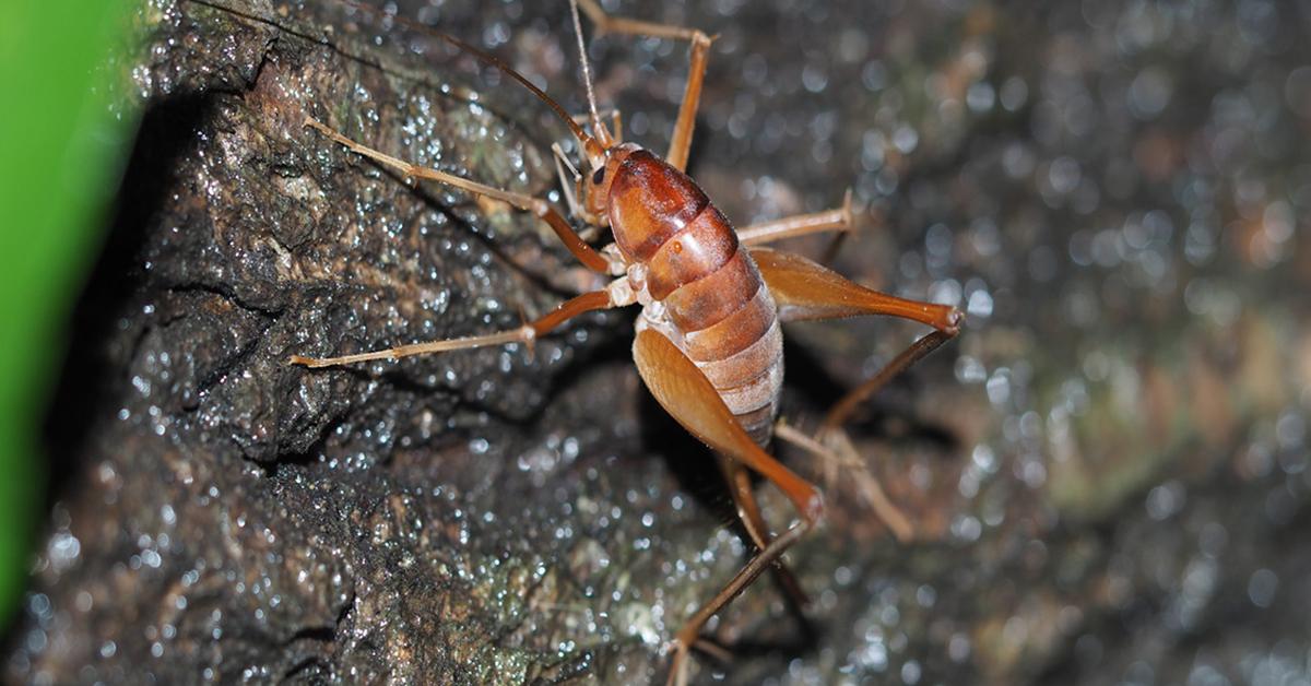 Snapshot of the intriguing Camel Cricket, scientifically named Rhaphidophoridae.