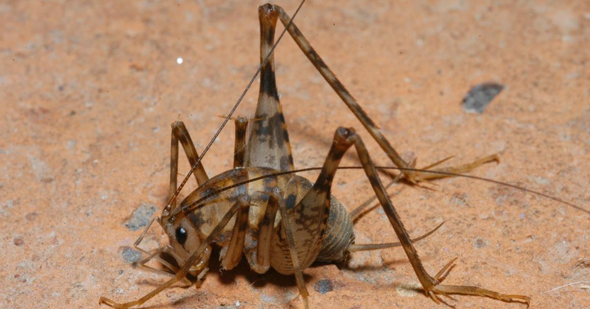 The Camel Cricket, a species known as Rhaphidophoridae, in its natural splendor.