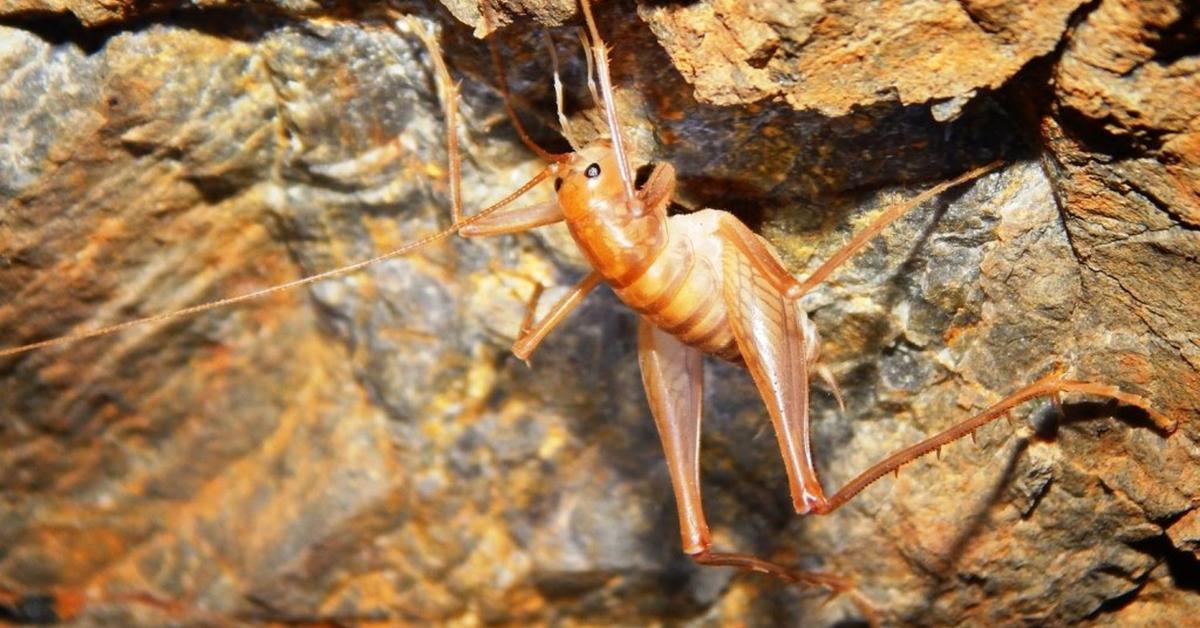 Charming view of the Camel Cricket, in Indonesia referred to as Belalang Unta.