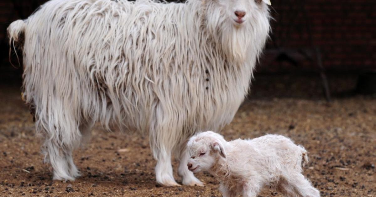 Elegant Cashmere Goat in its natural habitat, called Kambing Cashmere in Indonesia.