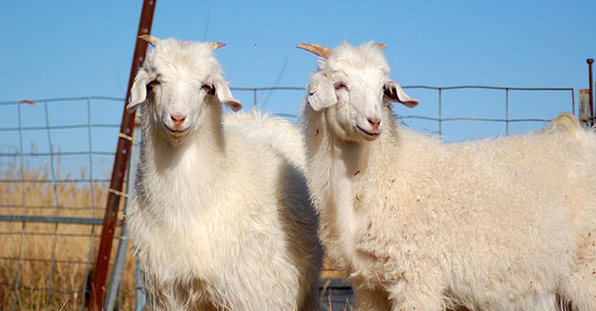 Elegant portrayal of the Cashmere Goat, also known as Capra aegagrus hircus.