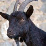 Splendid image of the Cashmere Goat, with the scientific name Capra aegagrus hircus.