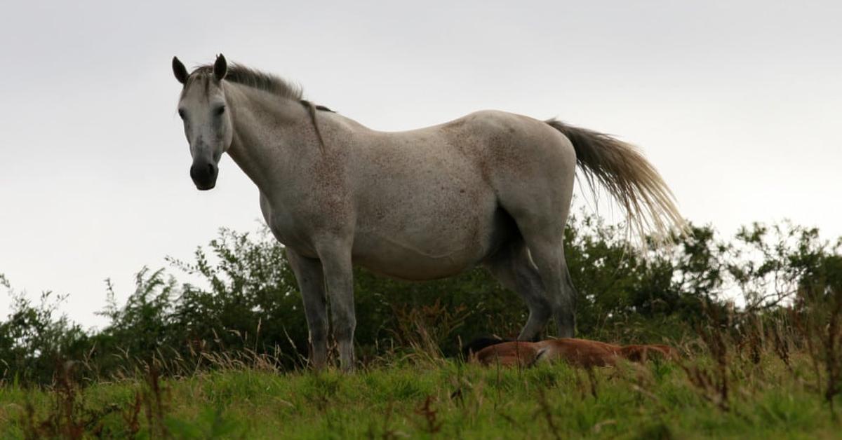 Elegant Canadian Horse in its natural habitat, called Kuda Kanada in Indonesia.