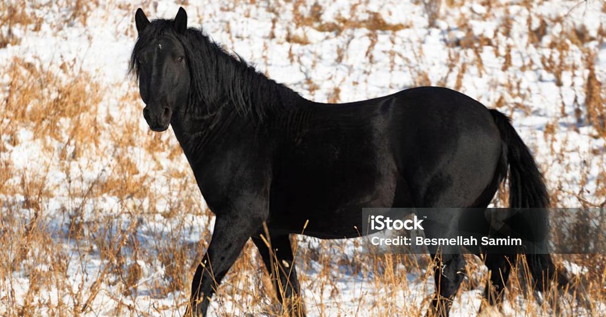 The elegant Canadian Horse (Equus ferus caballus), a marvel of nature.