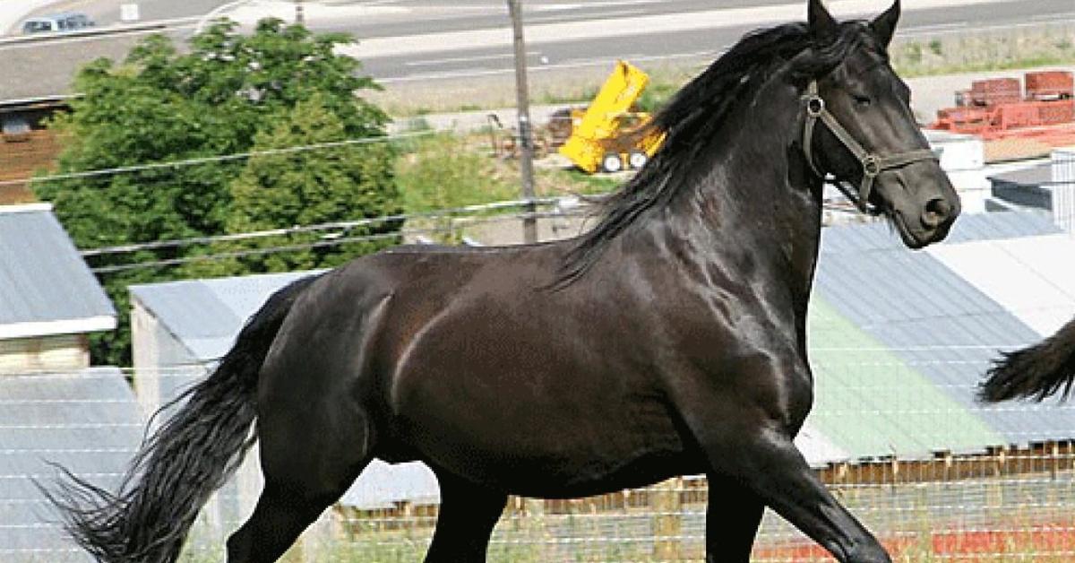 Elegant Canadian Horse in its natural habitat, called Kuda Kanada in Indonesia.