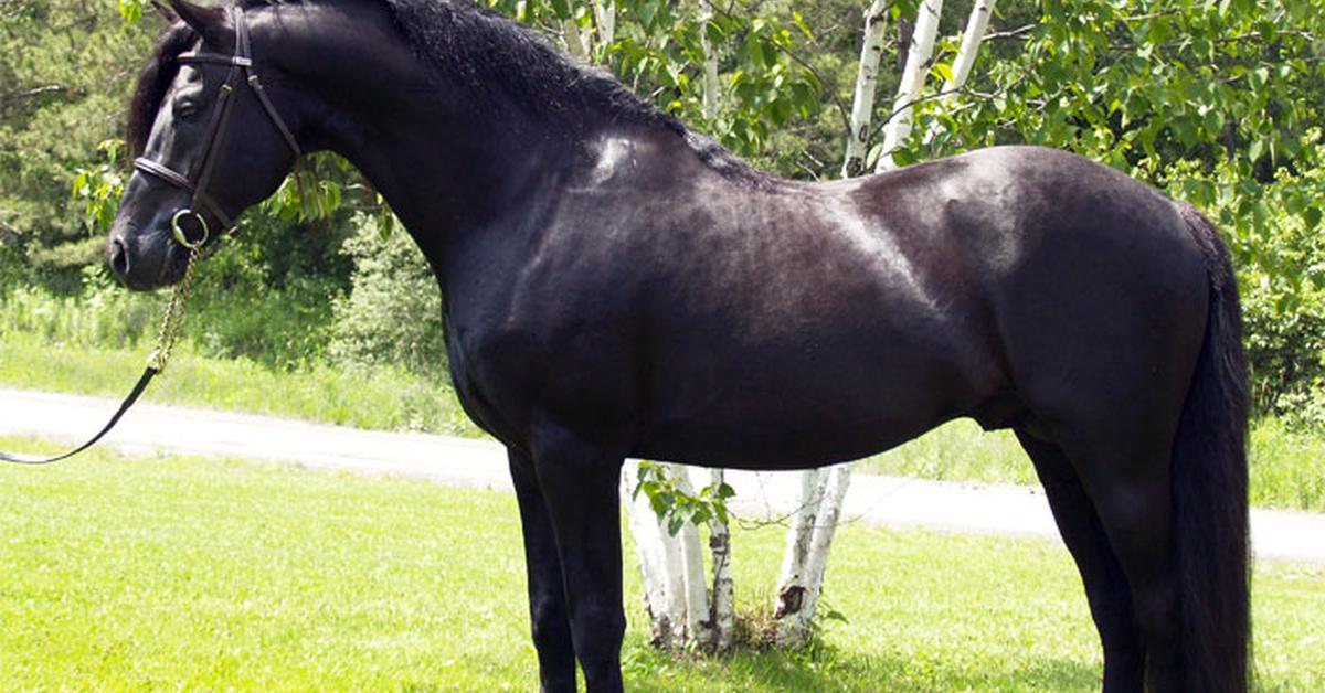 Image of the Canadian Horse (Equus ferus caballus), popular in Indonesia as Kuda Kanada.