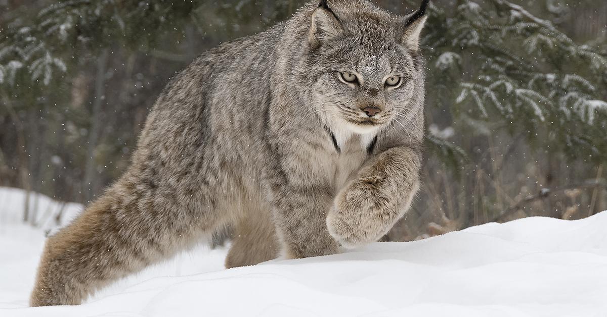 A beautiful representation of the Canada Lynx, scientifically Lynx canadensis.