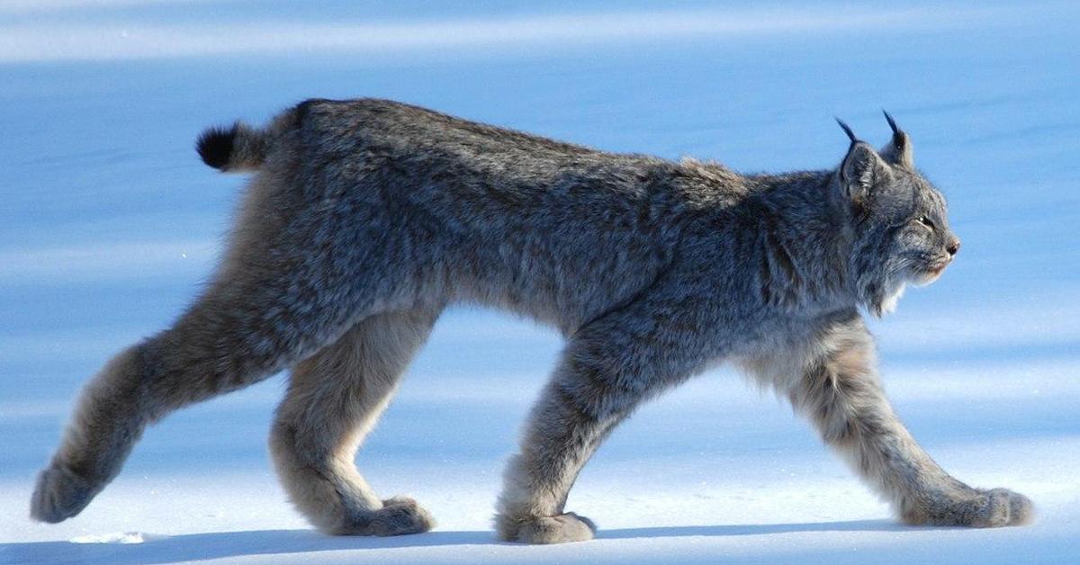 Captured moment of the Canada Lynx, in Indonesia known as Lynx Kanada.