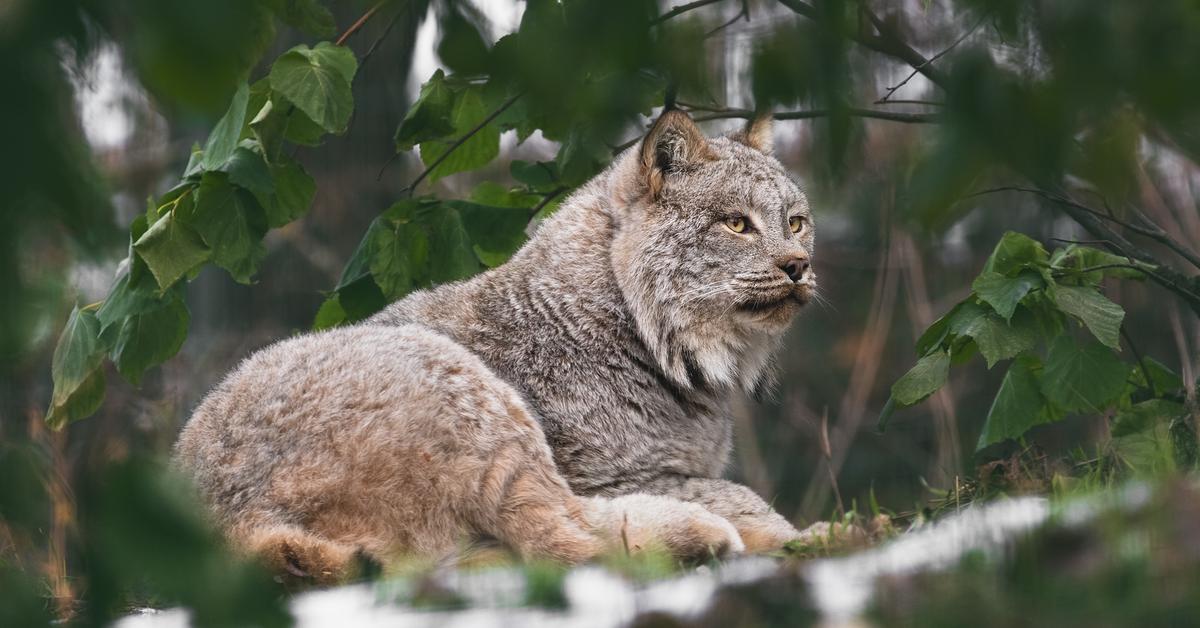 Splendid image of the Canada Lynx, with the scientific name Lynx canadensis.