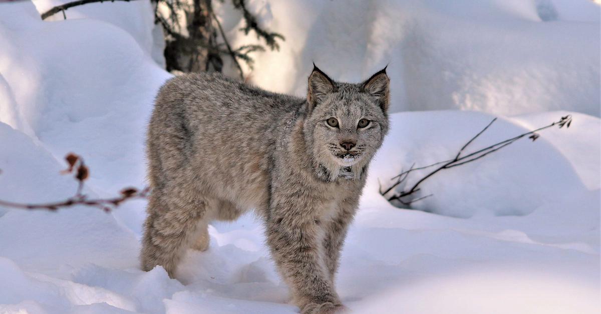 The Canada Lynx, a species known as Lynx canadensis, in its natural splendor.