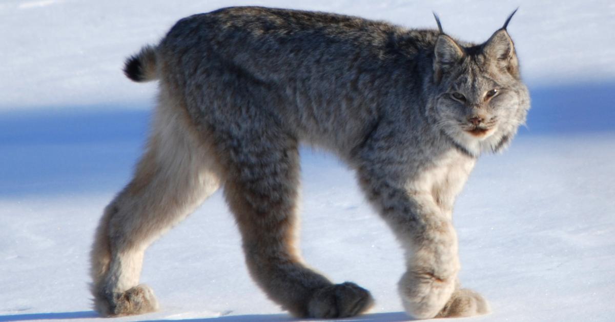 Engaging shot of the Canada Lynx, recognized in Indonesia as Lynx Kanada.