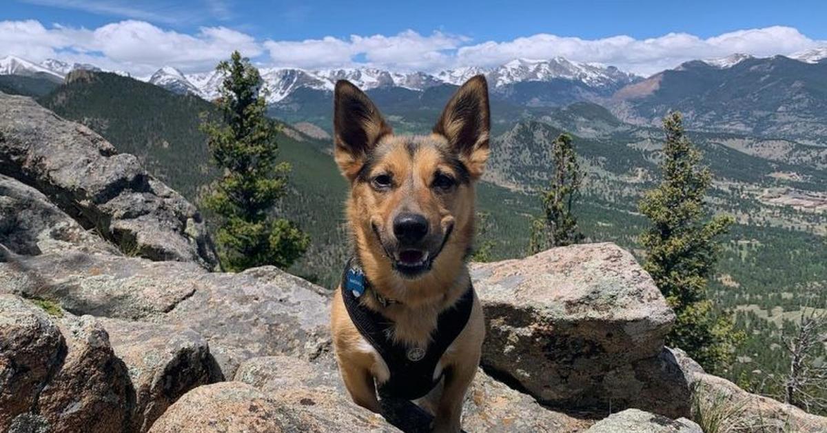 Captivating presence of the Corman Shepherd, a species called Canis lupus.