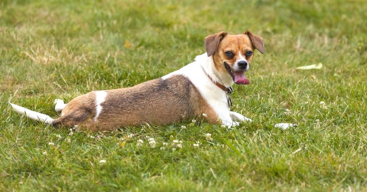 Graceful Cheagle, a creature with the scientific name Canis lupus.