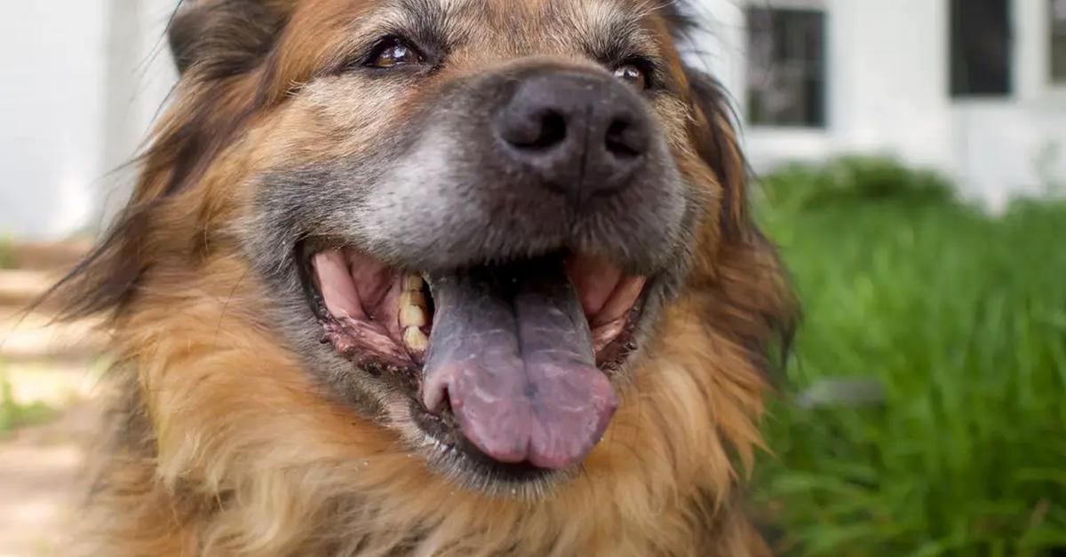 Detailed shot of the Chow Shepherd, or Canis lupus, in its natural setting.