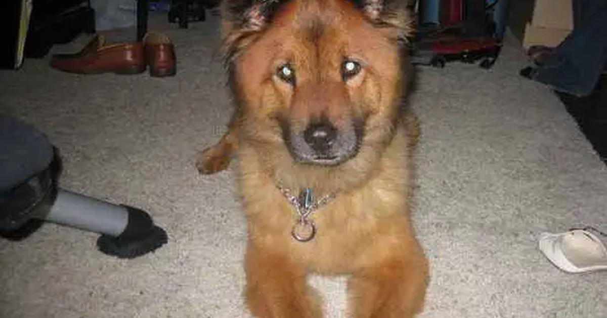 The Chow Shepherd, a beautiful species also known as Chow Shepherd in Bahasa Indonesia.