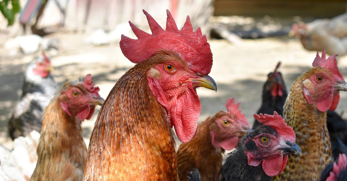 Elegant Cochin Chicken in its natural habitat, called Ayam Cochin in Indonesia.