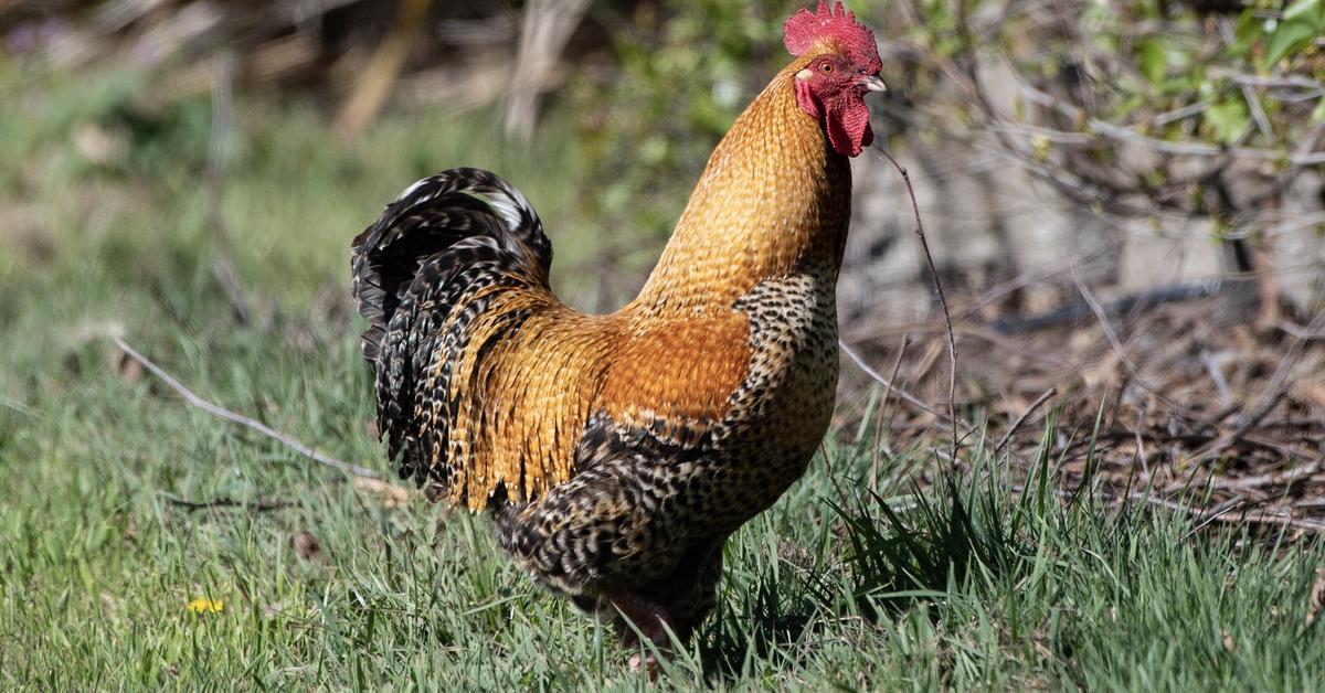 Detailed shot of the Cochin Chicken, or Gallus gallus domesticus, in its natural setting.