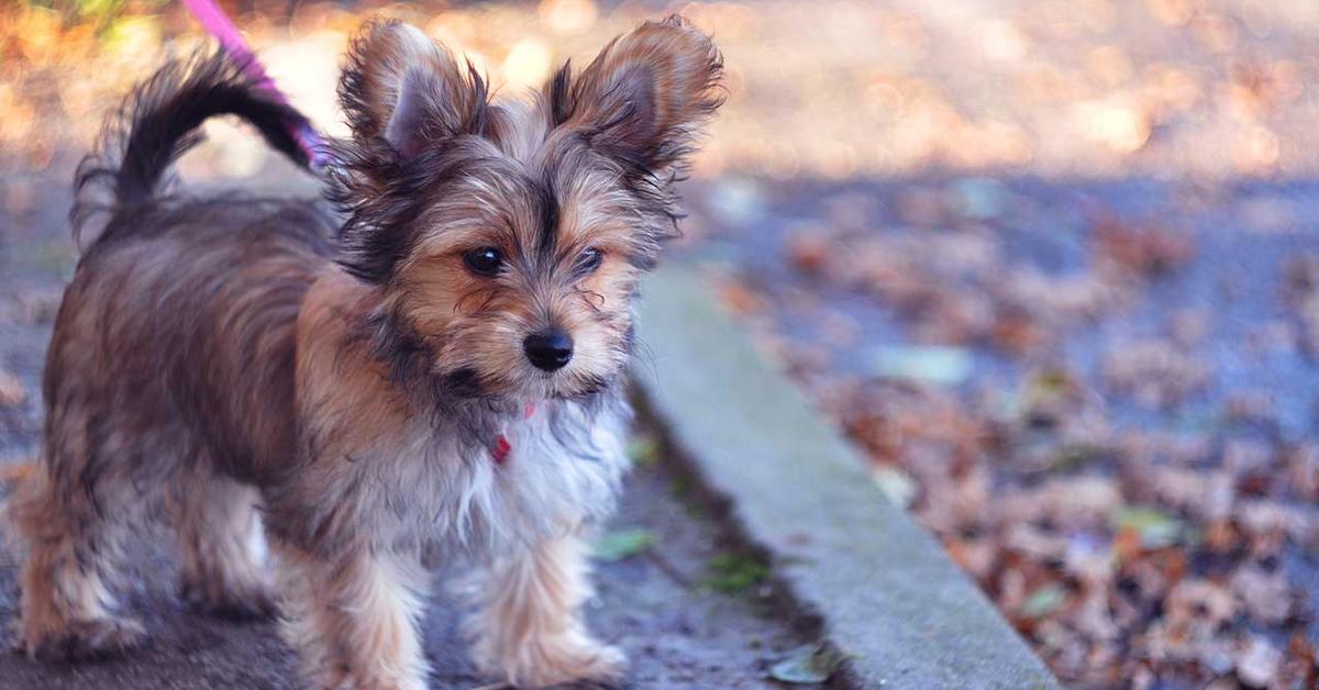 The Chorkie, a beautiful species also known as Anjing Chorkie in Bahasa Indonesia.