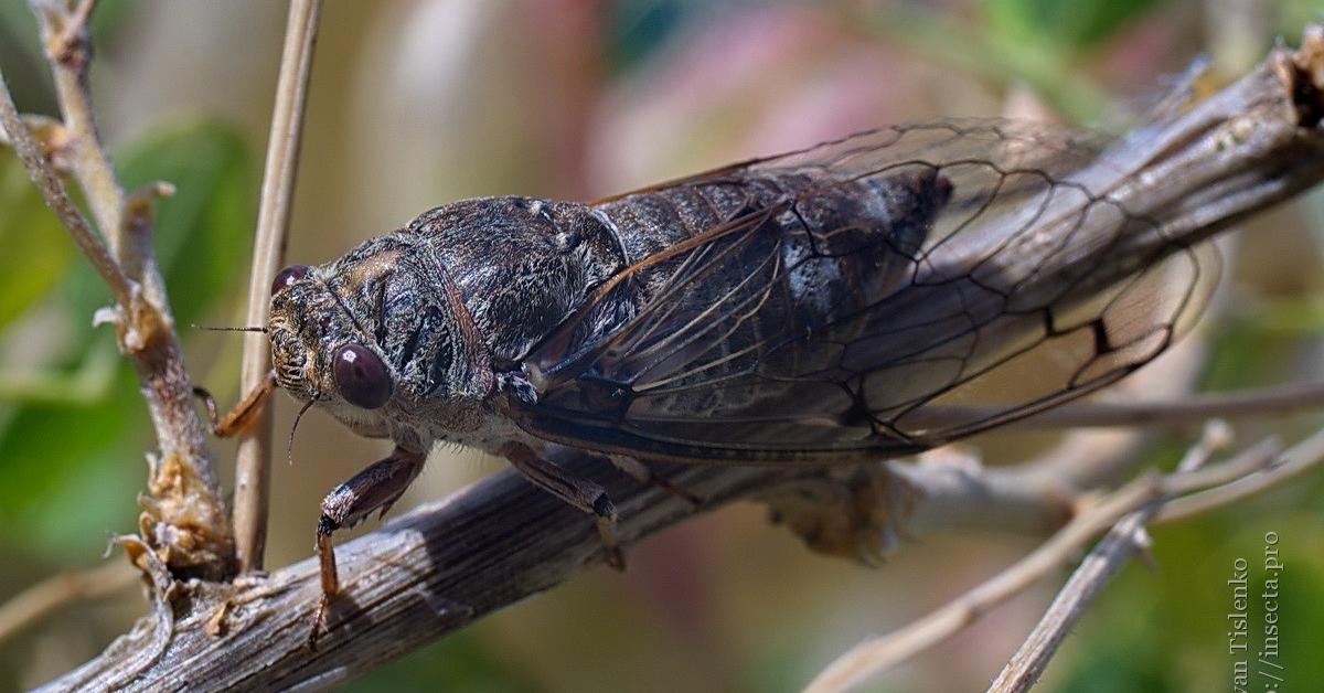 The elegant Cicada (Cicadidae), a marvel of nature.