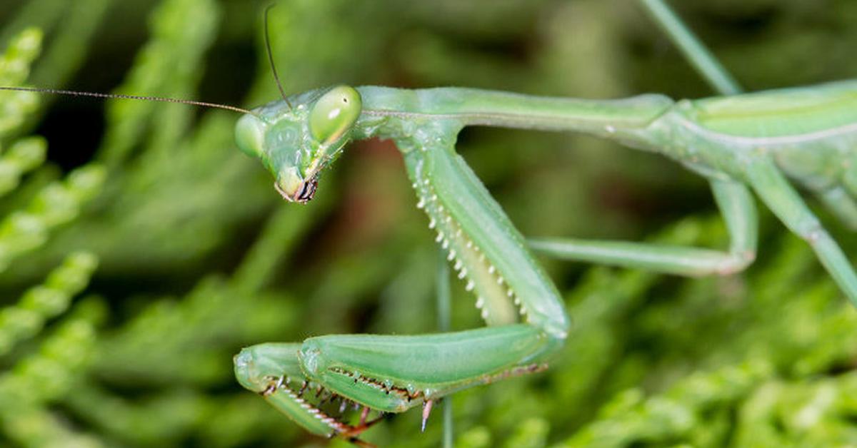 Dynamic image of the Cicada, popularly known in Indonesia as Belalang Sembah.