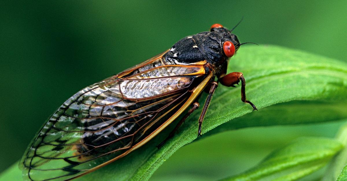 Splendid image of the Cicada, with the scientific name Cicadidae.