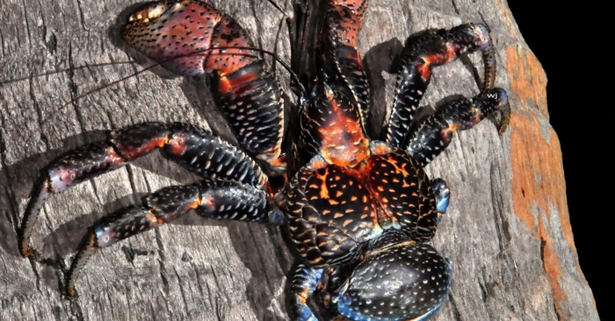 Snapshot of the intriguing Coconut Crab, scientifically named Birgus latro.