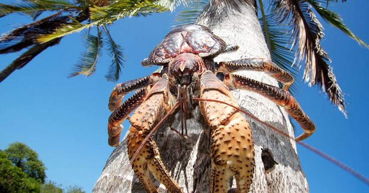 Image showcasing the Coconut Crab, known in Indonesia as Kepiting Kelapa.