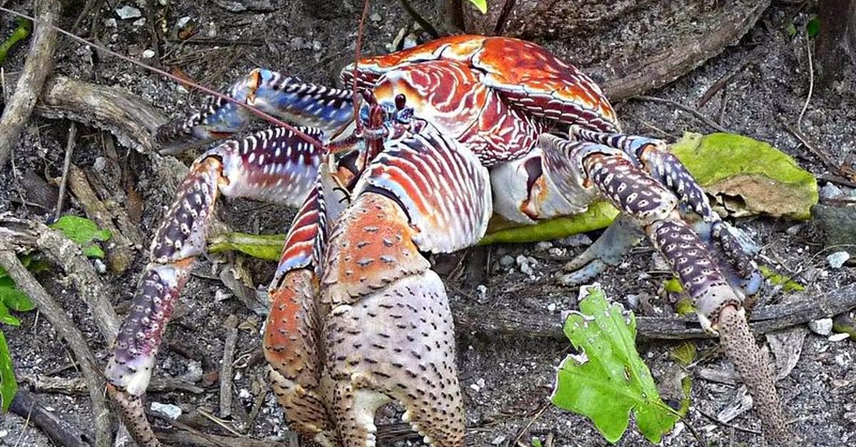 Stunning depiction of Coconut Crab, also referred to as Birgus latro.