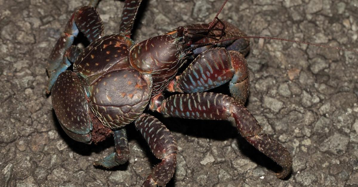 Picture of Coconut Crab, known in Indonesia as Kepiting Kelapa.