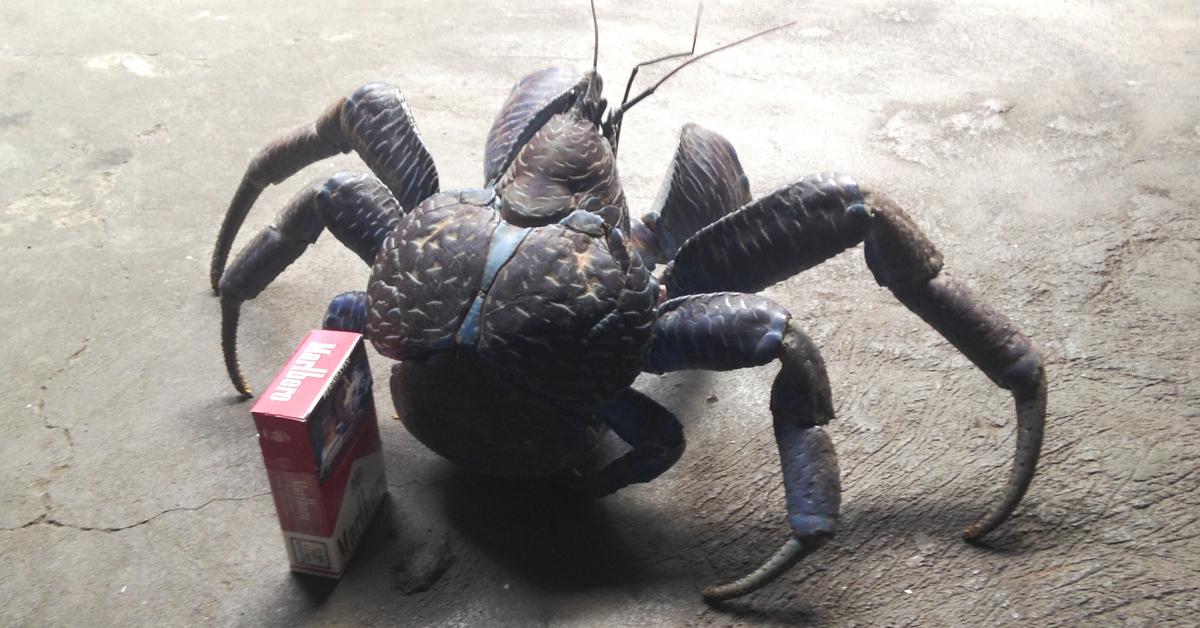 The Coconut Crab, a species known as Birgus latro, in its natural splendor.