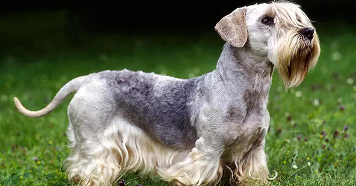 The Cesky Terrier in its natural beauty, locally called Anjing Cesky Terrier.