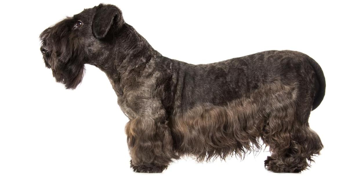 Image showcasing the Cesky Terrier, known in Indonesia as Anjing Cesky Terrier.