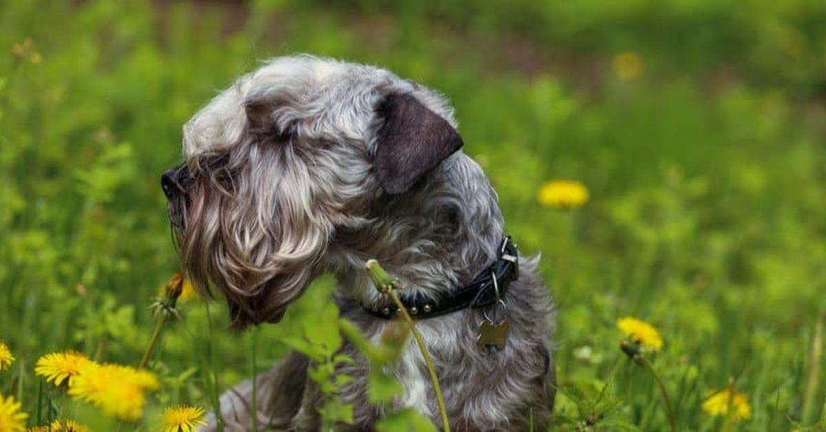 Insightful look at the Cesky Terrier, known to Indonesians as Anjing Cesky Terrier.