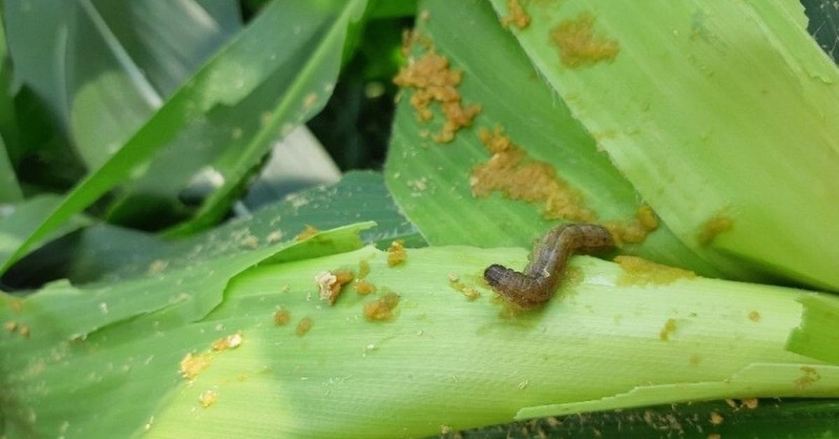 Insightful look at the Corn Earworm, known to Indonesians as Ulat Jagung.