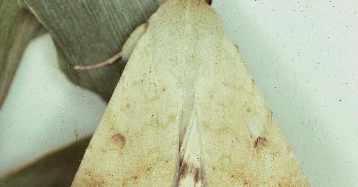 Dynamic image of the Corn Earworm, popularly known in Indonesia as Ulat Jagung.