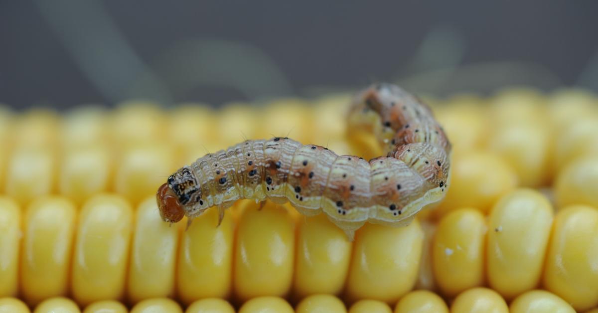 Detailed shot of the Corn Earworm, or Helicoverpa zea, in its natural setting.