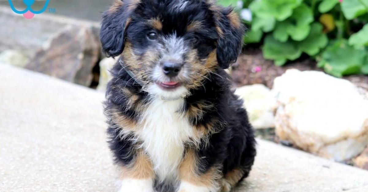 The remarkable Corgipoo (Canis Lupus), a sight to behold.