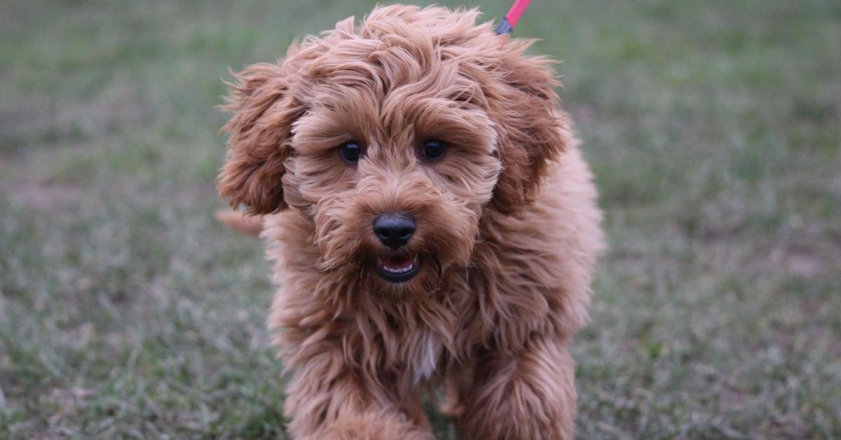 The remarkable Cockapoo (Canis Lupus), a sight to behold.