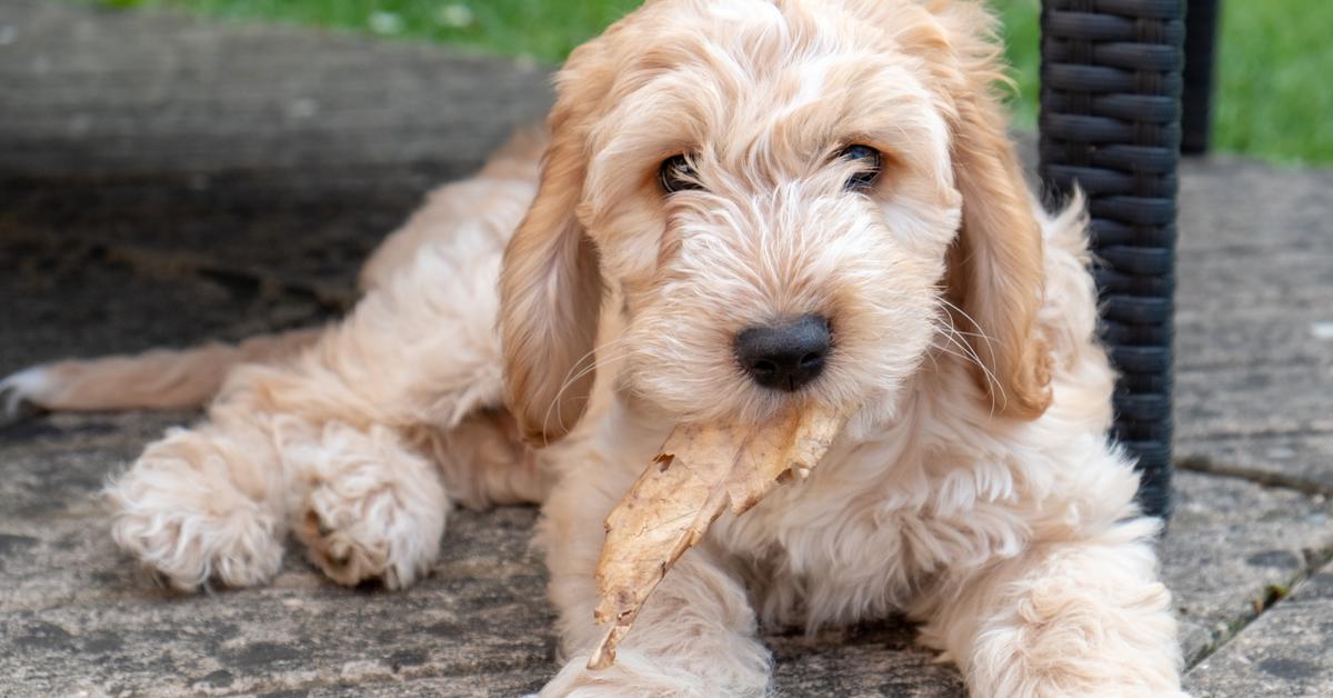 Engaging shot of the Cockapoo, recognized in Indonesia as Anjing Cockapoo.