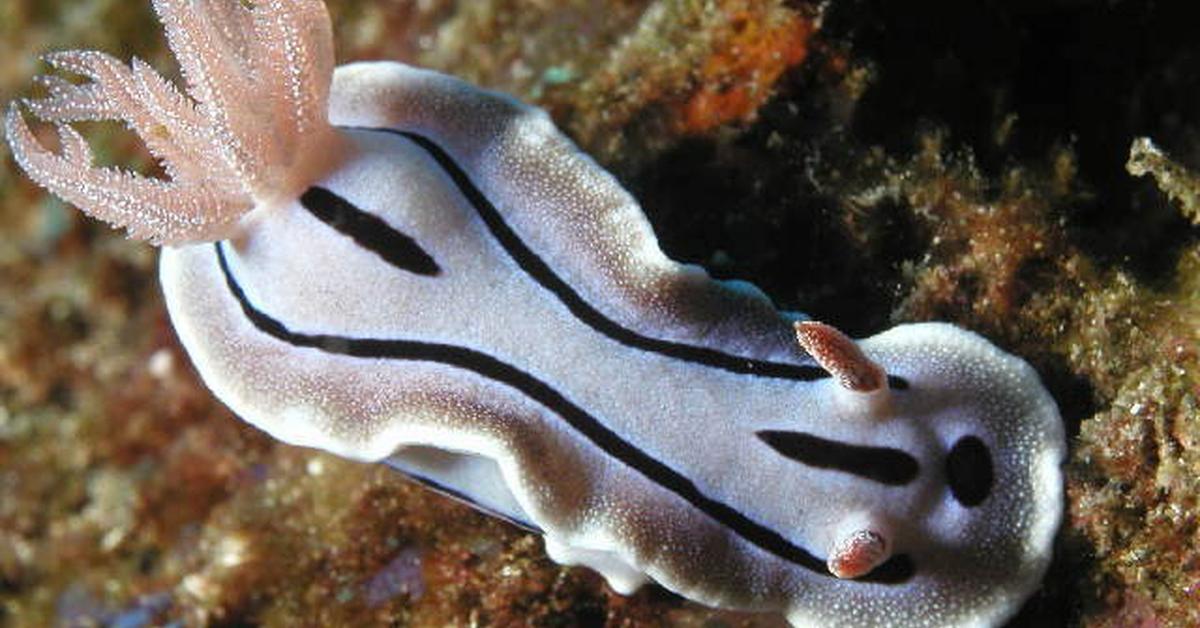 Captivating shot of the Chromodoris Willani, or Kromodoris Willani in Bahasa Indonesia.