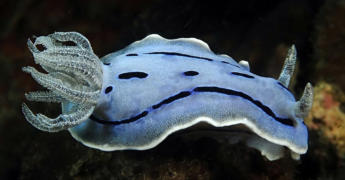 Striking appearance of the Chromodoris Willani, known in scientific circles as Chromodoris willani.