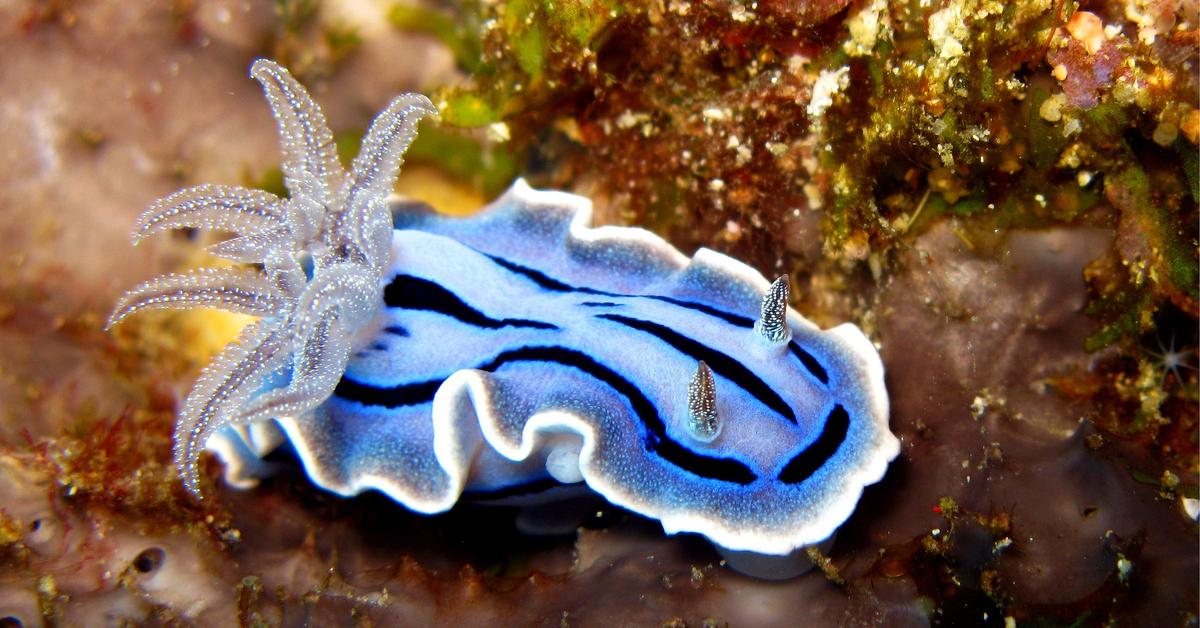 Engaging shot of the Chromodoris Willani, recognized in Indonesia as Kromodoris Willani.