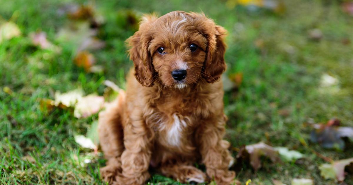 The fascinating Cavapoo, scientifically known as Canis Lupus.