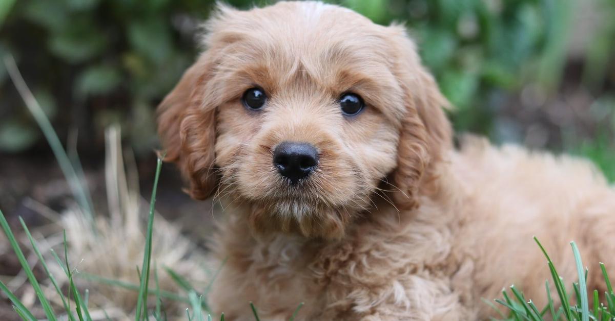 Captured elegance of the Cavapoo, known in Indonesia as Anjing Cavapoo.