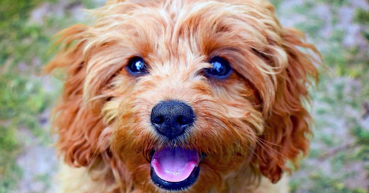 Unique portrayal of the Cavapoo, also called Anjing Cavapoo in Bahasa Indonesia.